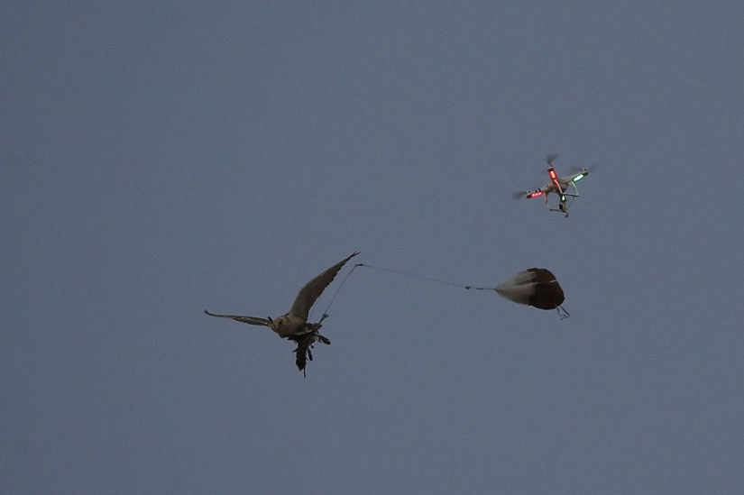 Falconry in the United Arab Emirates