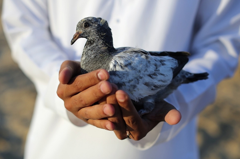 Falconry in the United Arab Emirates