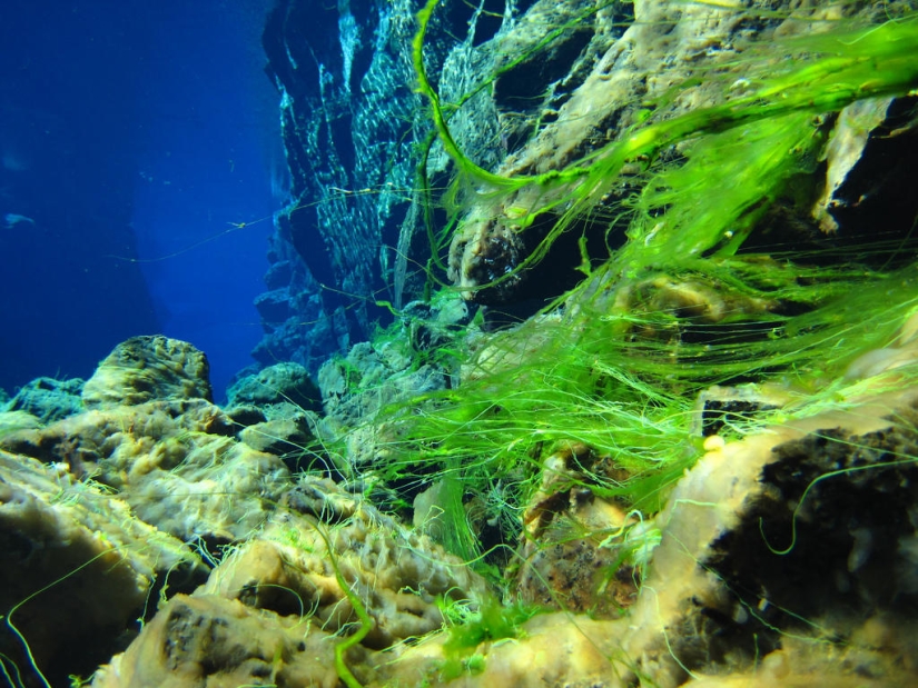 Falla islandesa Silfra - entre dos partes del mundo Falla islandesa Silfra - entre dos partes del mundo