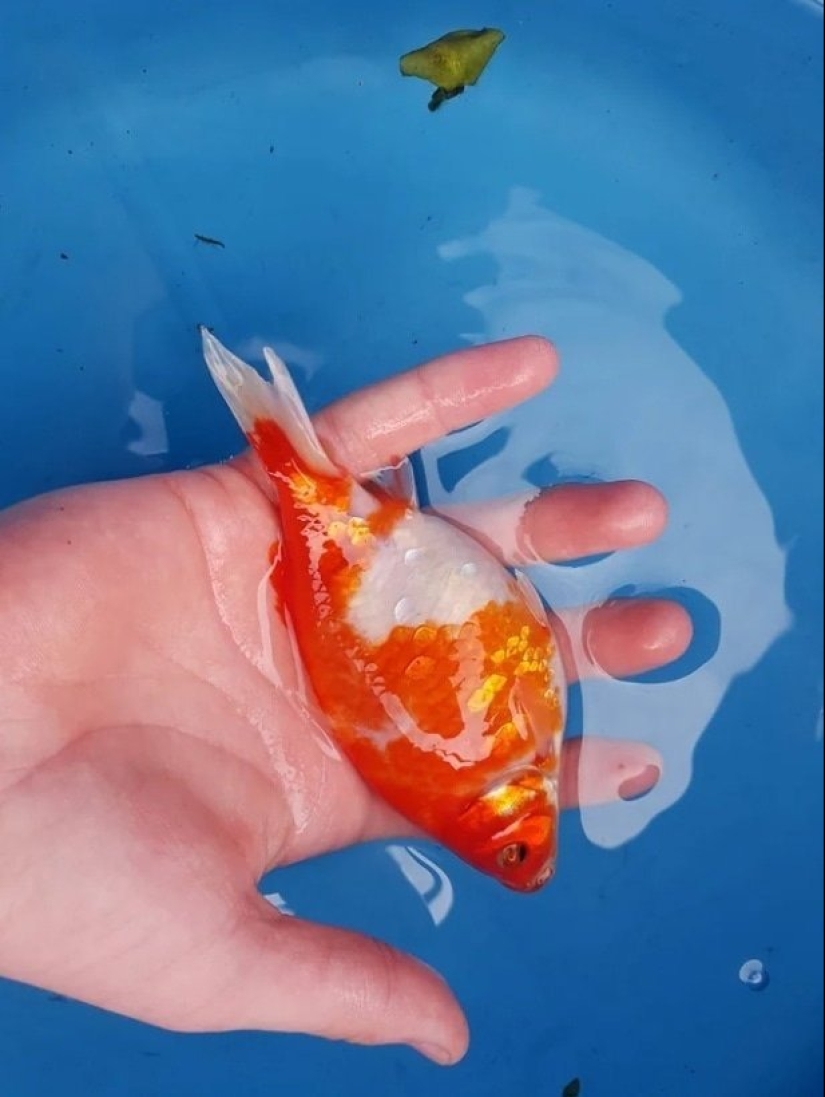 Fantasy Beasts: 15 Animals With Unusual Genetic Anomalies!