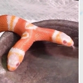 Fantasy Beasts: 15 Animals With Unusual Genetic Anomalies!