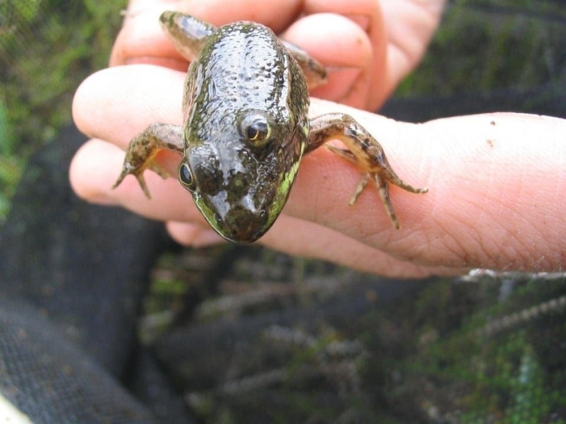 Fantasy Beasts: 15 Animals With Unusual Genetic Anomalies!