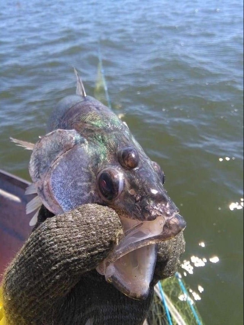 Fantasy Beasts: 15 Animals With Unusual Genetic Anomalies!