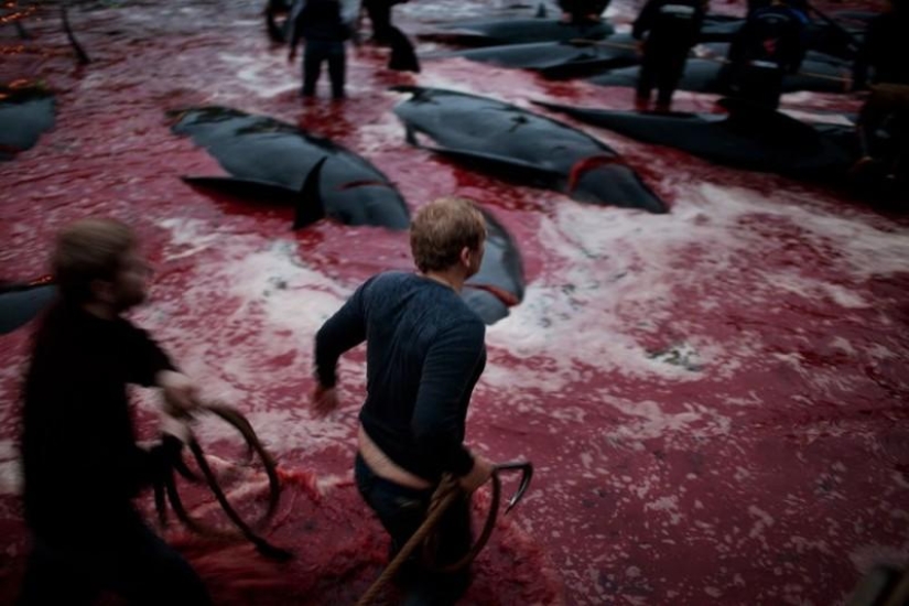 Faroe Islander tries to justify cruelty of whale killing Faroe Islander tries to justify cruelty of whale killing