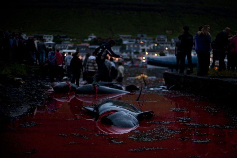 Faroe Islander tries to justify cruelty of whale killing Faroe Islander tries to justify cruelty of whale killing