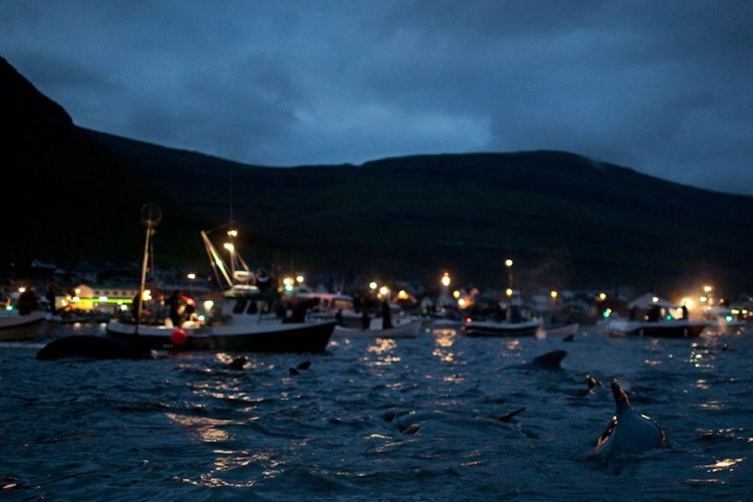 Faroe Islander tries to justify cruelty of whale killing Faroe Islander tries to justify cruelty of whale killing