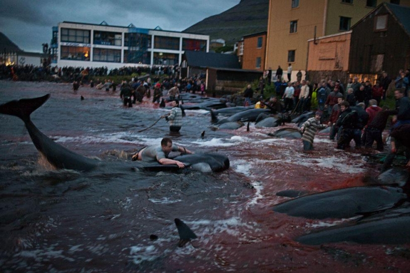 Faroe Islander tries to justify cruelty of whale killing Faroe Islander tries to justify cruelty of whale killing