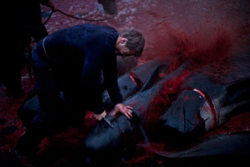 Faroe Islander tries to justify cruelty of whale killing Faroe Islander tries to justify cruelty of whale killing
