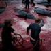 Faroe Islander tries to justify cruelty of whale killing