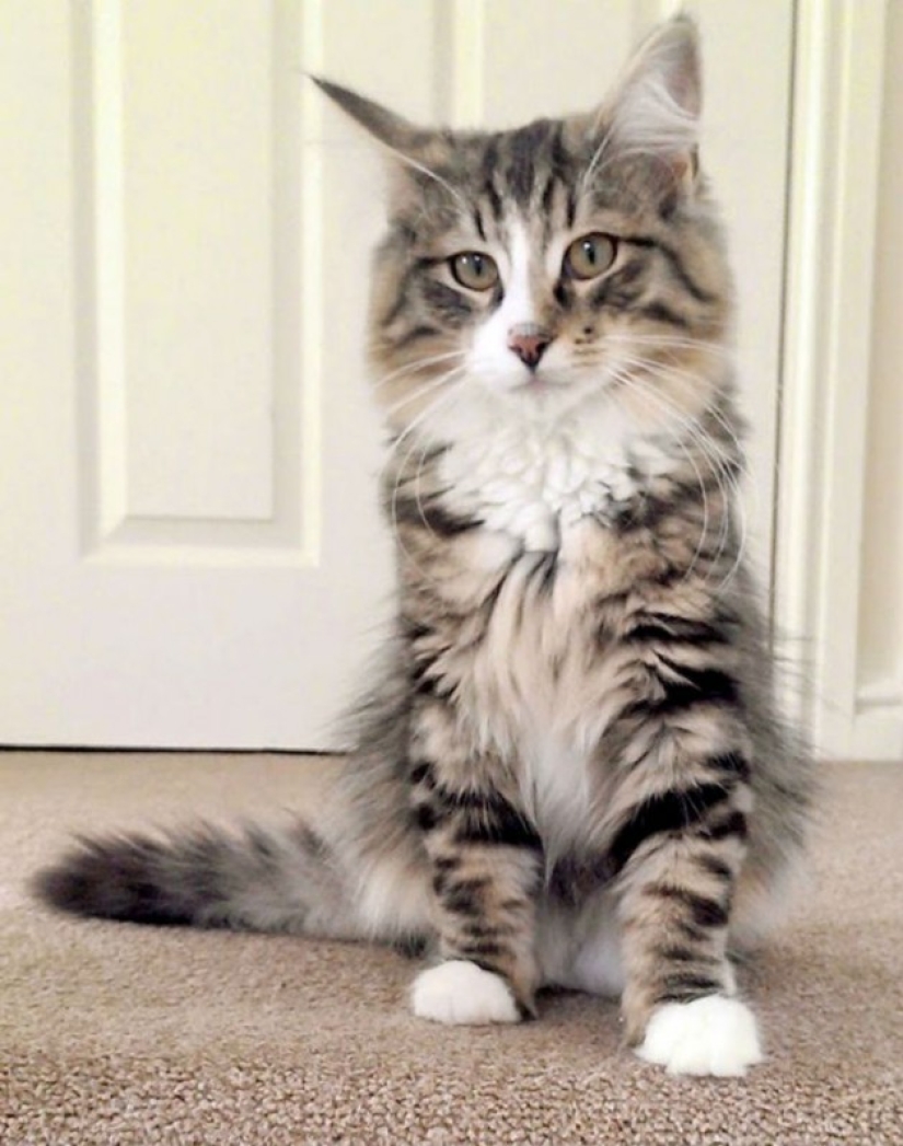 Fat and happy cat, missing more than a year ago, was found at the pet food factory