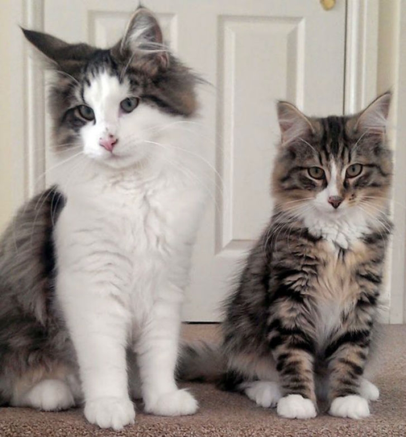 Fat and happy cat, missing more than a year ago, was found at the pet food factory