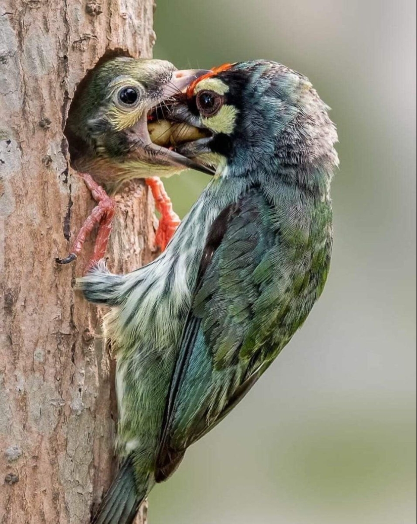 Fauna inusual: 8 divertidas fotos emocionales de pájaros Fauna inusual: 8 divertidas fotos emocionales de pájaros