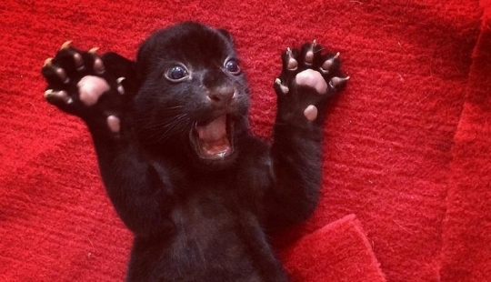 Fear me! Unique black tiger cub without stripes posing just for you