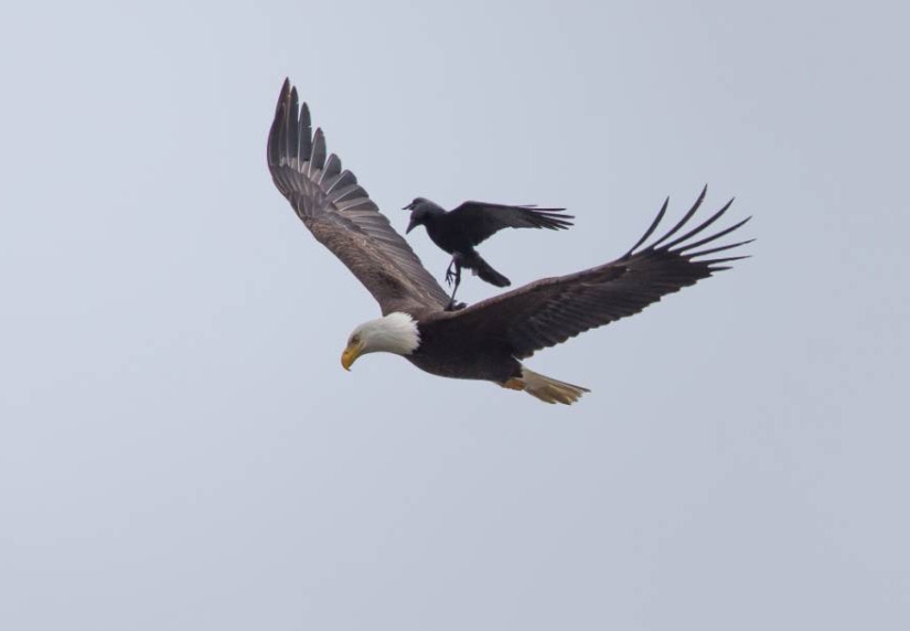 Feathered horse riding: a raven saddled a bald eagle