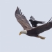 Feathered horse riding: a raven saddled a bald eagle