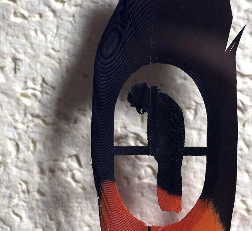 Feathers as art Feathers as art