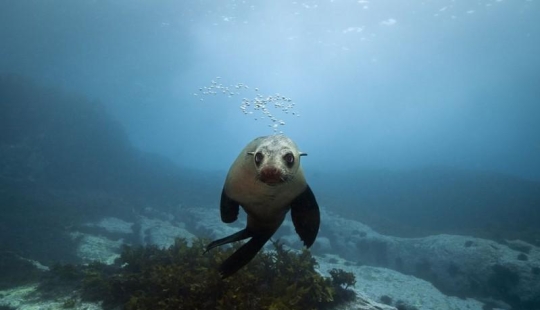 Felices lobos marinos del cabo