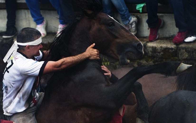 Fiesta Rapa das Bestas Fiesta Rapa das Bestas