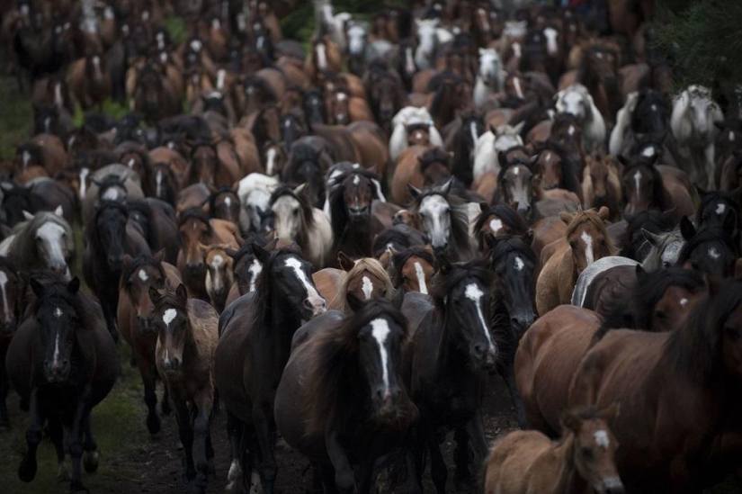 Fiesta Rapa das Bestas Fiesta Rapa das Bestas