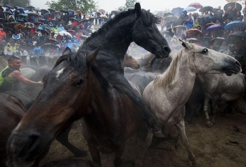 Fiesta Rapa das Bestas Fiesta Rapa das Bestas