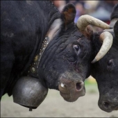 Fighting queens: cuando hay vacas en el ring