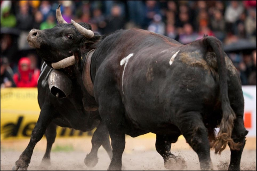 Fighting queens: cuando hay vacas en el ring