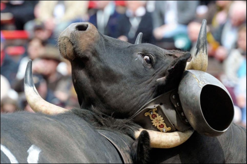 Fighting queens: cuando hay vacas en el ring
