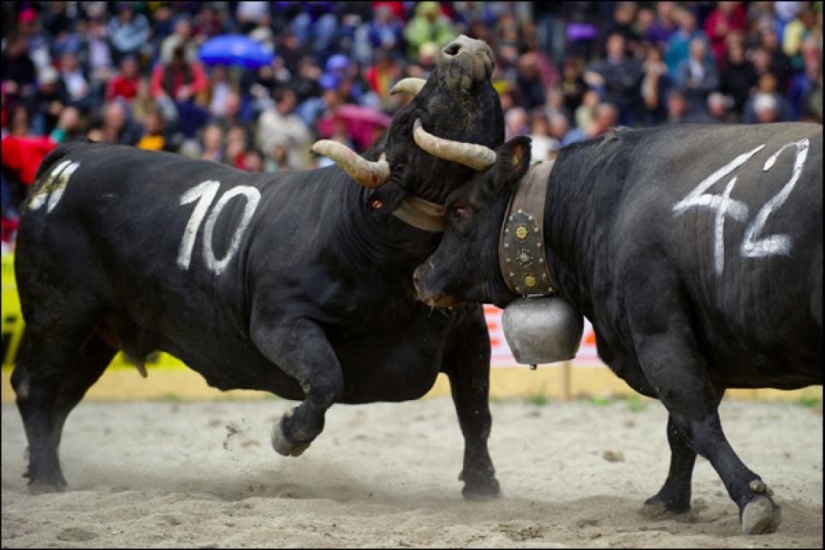 Fighting queens: cuando hay vacas en el ring