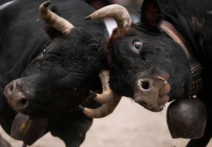 Fighting queens: cuando hay vacas en el ring