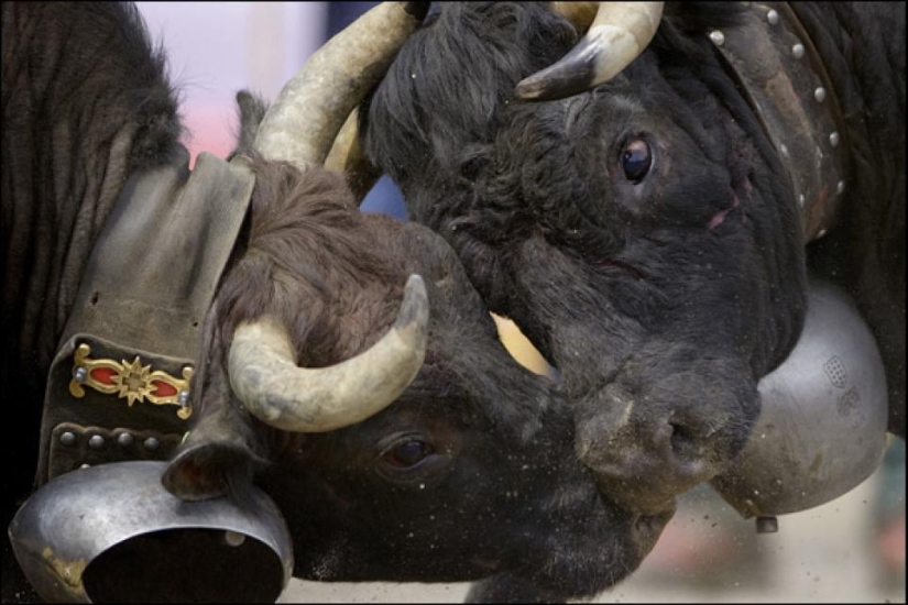 Fighting queens: when there are cows in the ring