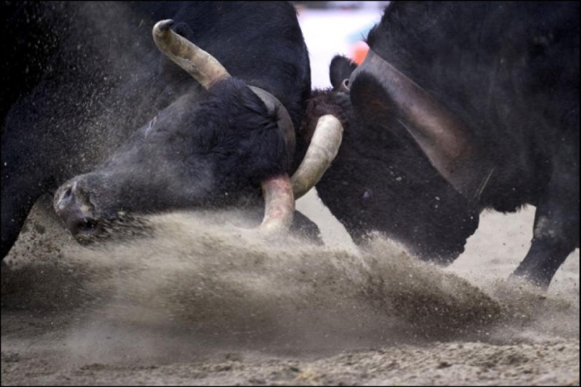 Fighting queens: when there are cows in the ring