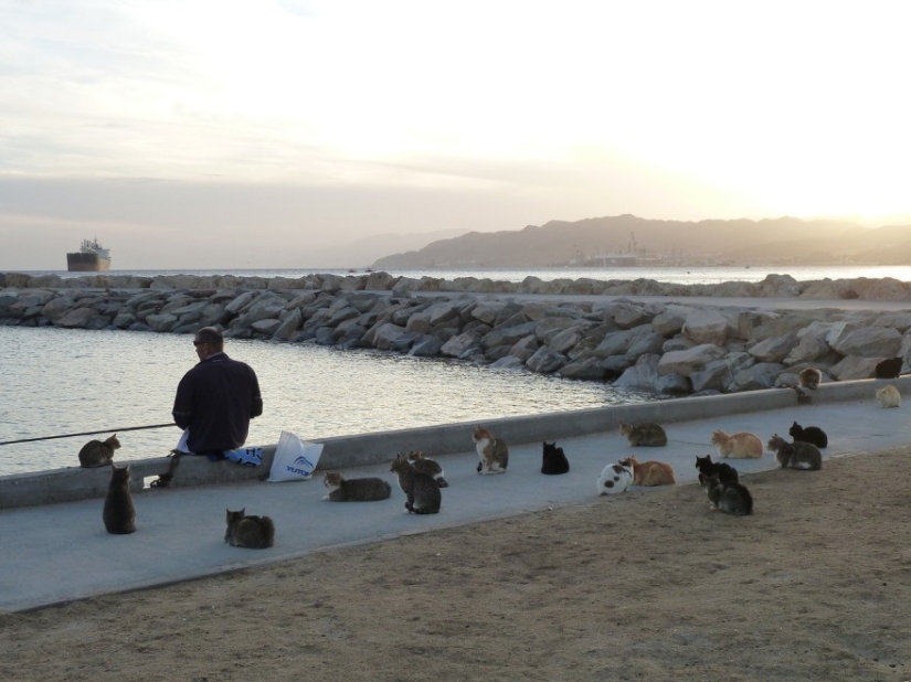 Finalistas del concurso "¡No puede ser!" de "Yandex.Fotos" Finalistas del concurso "¡No puede ser!" de "Yandex.Fotos"