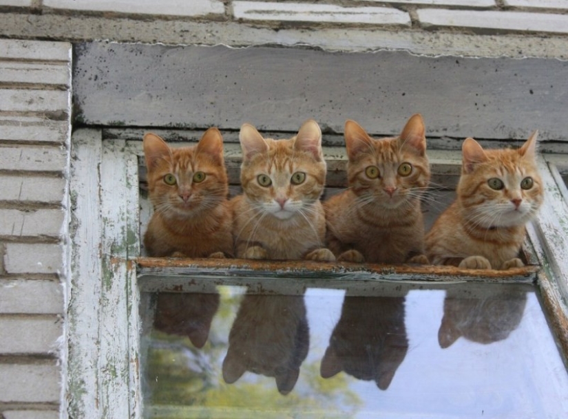 Finalists of the contest "It can't be!" from "Yandex.Photos"