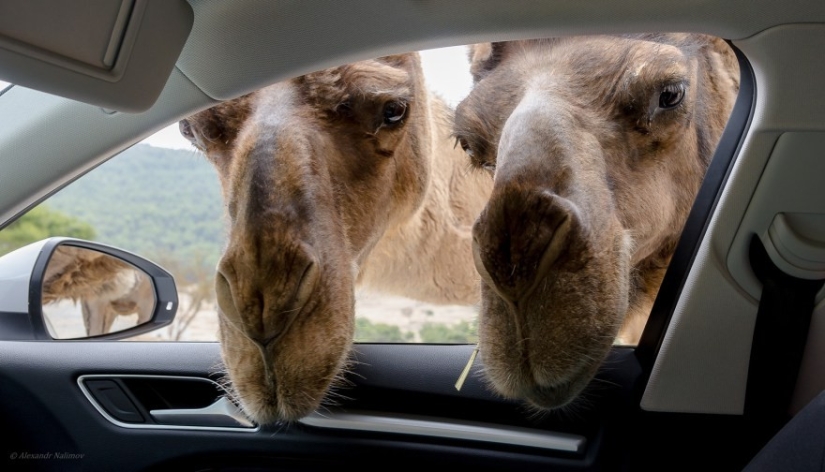 Finalists of the contest "It can't be!" from "Yandex.Photos"