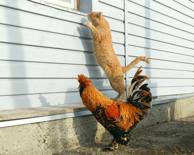 Finalists of the contest "It can't be!" from "Yandex.Photos"