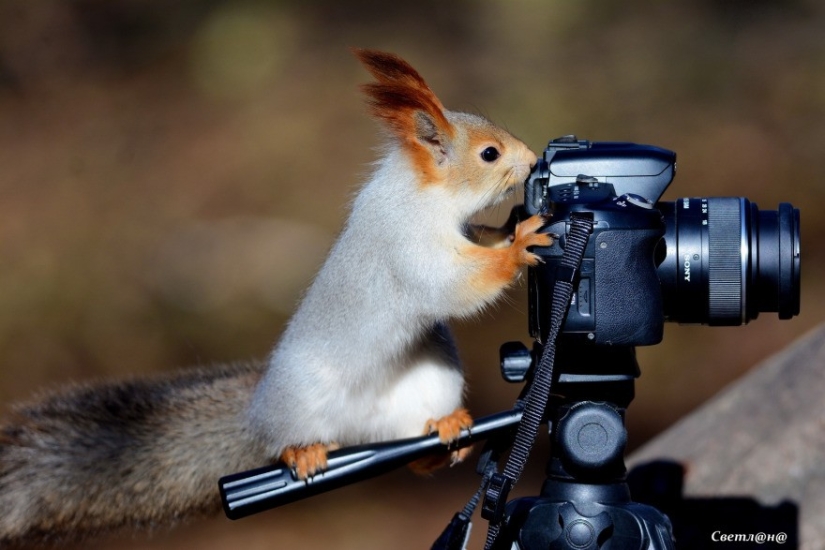 Finalists of the contest "It can't be!" from "Yandex.Photos"