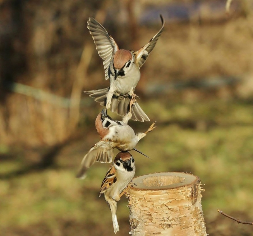 Finalists of the contest "It can't be!" from "Yandex.Photos"