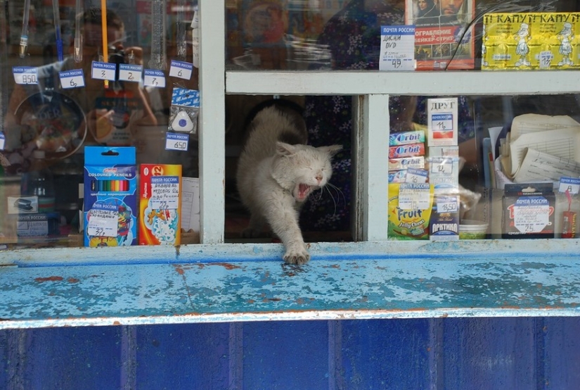 Finalists of the contest "It can't be!" from "Yandex.Photos"