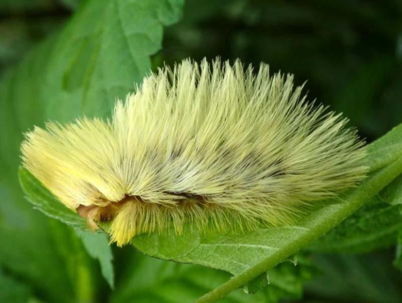 Fire creatures Megalopyge lanata Fire creatures Megalopyge lanata