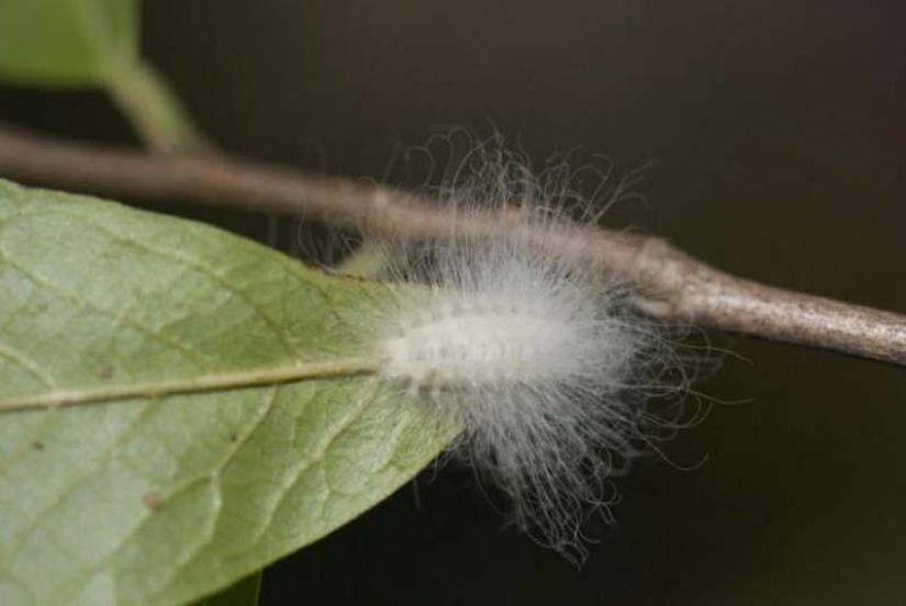 Fire creatures Megalopyge lanata Fire creatures Megalopyge lanata