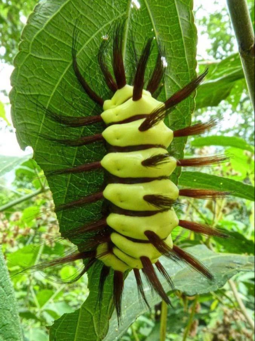 Fire creatures Megalopyge lanata Fire creatures Megalopyge lanata