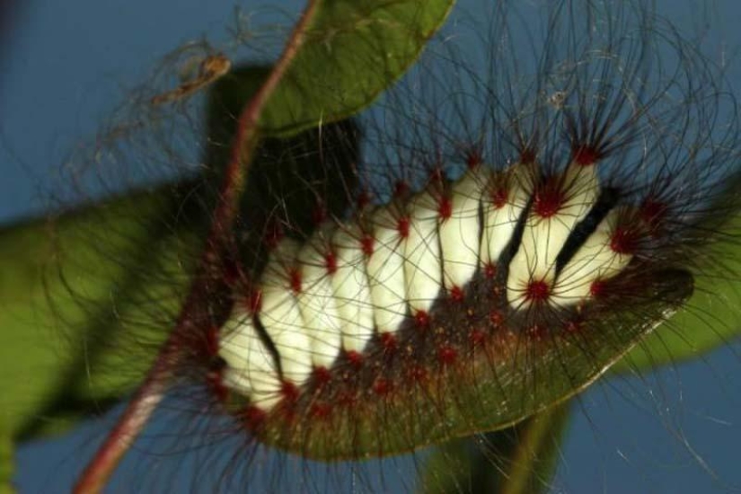 Fire creatures Megalopyge lanata Fire creatures Megalopyge lanata