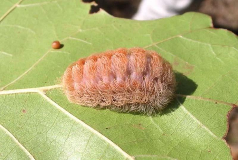 Fire creatures Megalopyge lanata Fire creatures Megalopyge lanata