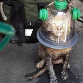 Firefighters use a special mask to save a cat that was unconscious