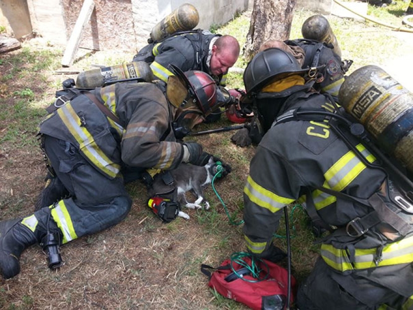 Firefighters use a special mask to save a cat that was unconscious Firefighters use a special mask to save a cat that was unconscious