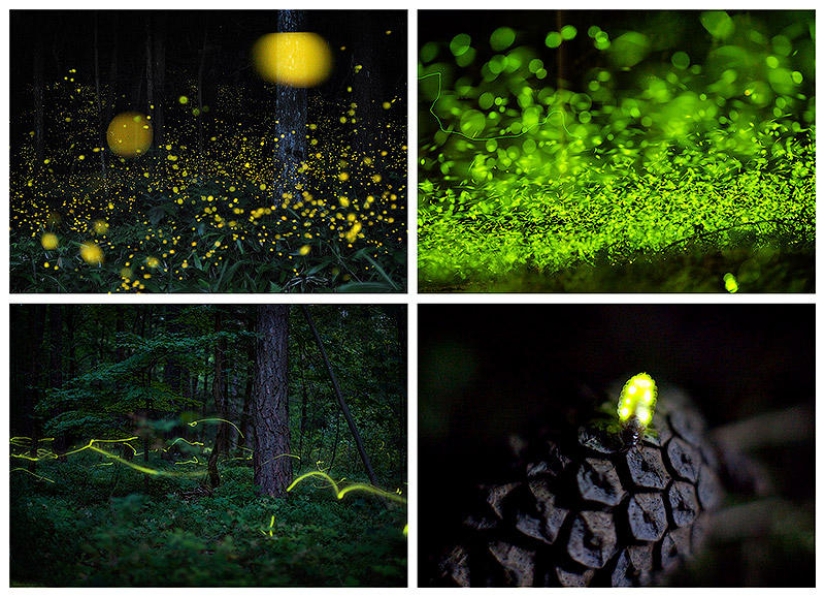 fireflies in the forest