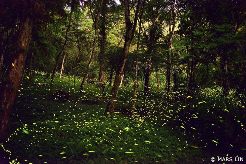 fireflies in the forest