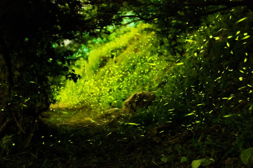 fireflies in the forest