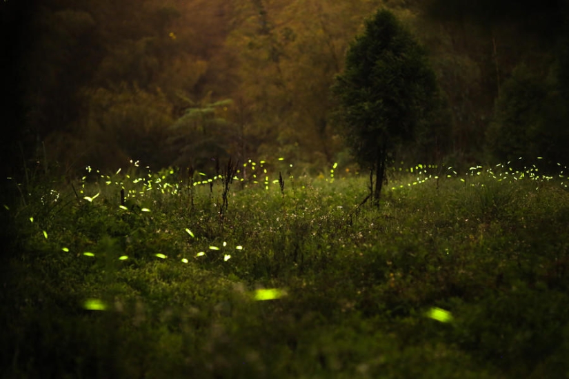 fireflies in the forest