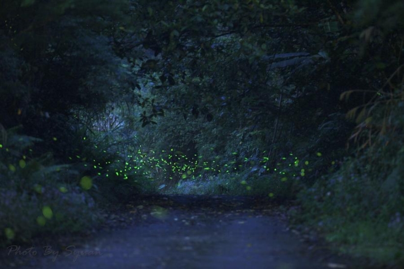 fireflies in the forest